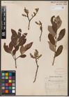 Foto von Salix aurita L. x Salix cinerea L.